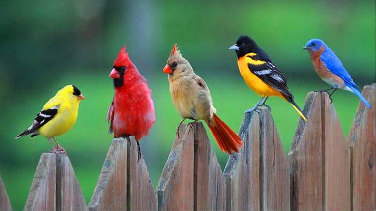 five-different-colored-birds